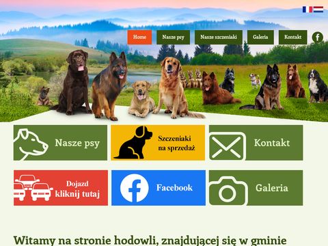 Hodowlapsowrasowych.pl szczeniaki owczarków