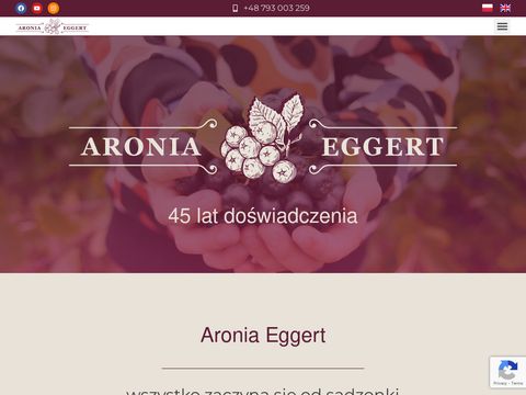 Aronia - specjalistyczna szkółka sadzonek aronii